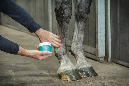 Using CBD Topical Balm for Horses