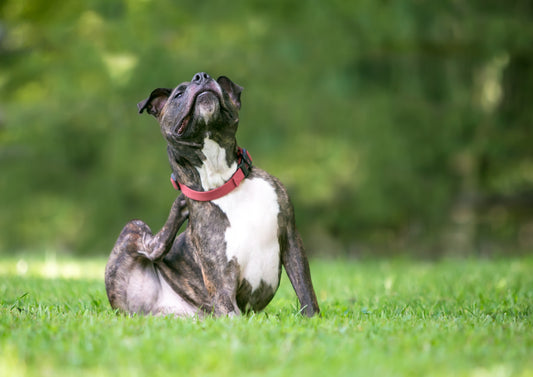 Dog Skin Irritation: Potential Solutions with CBD and Natural Remedies