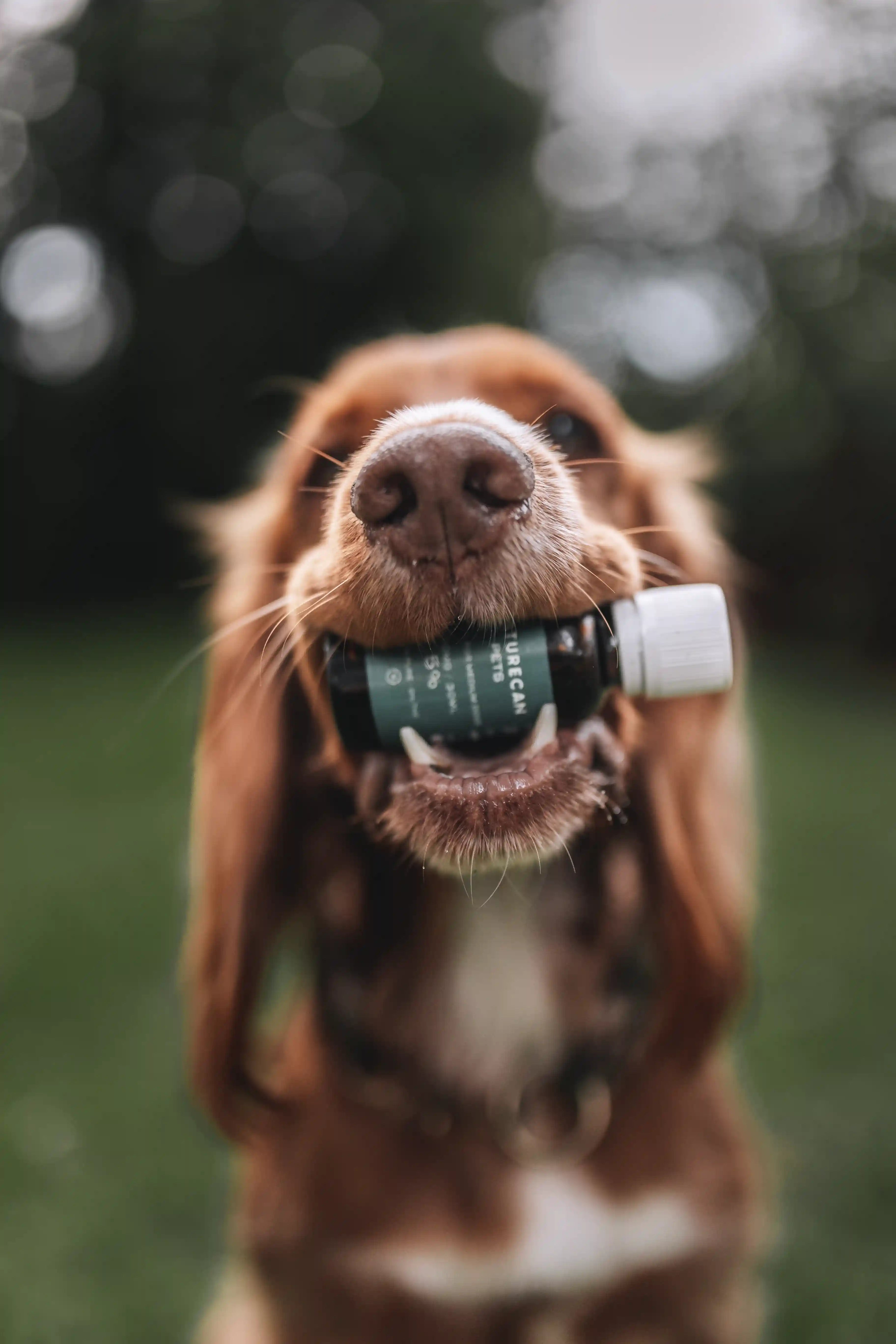 Dog holding CBD oil for dogs in his mouth