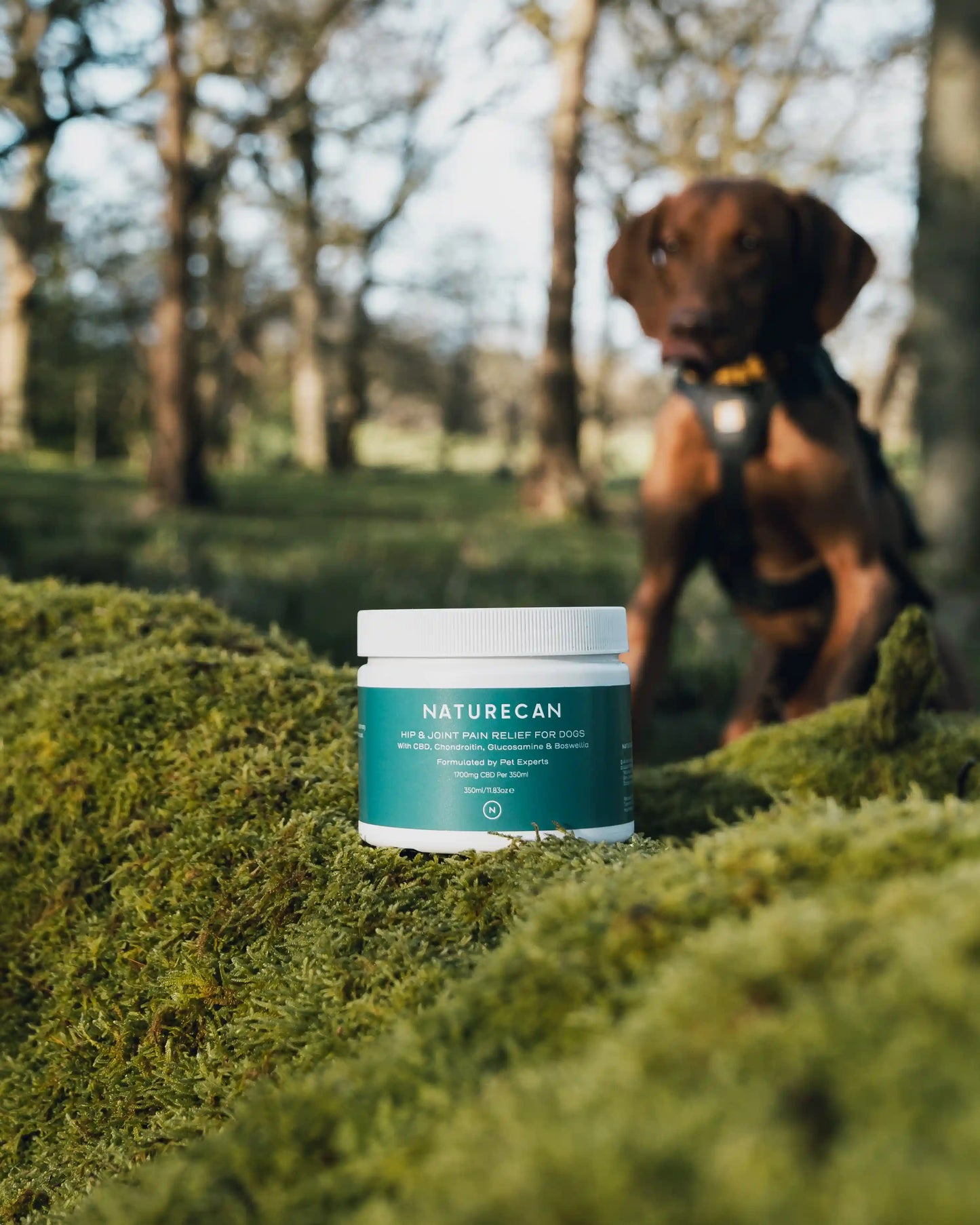 Topical CBD balm in the woods with a dog in the blurred background