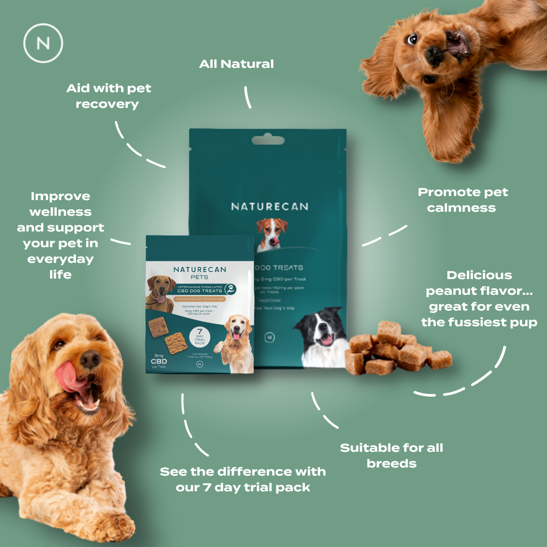What is great about our CBD Dog Treats