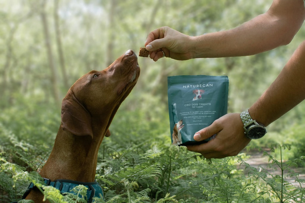 Dog in the woods being given a CBD Dog treat for calm