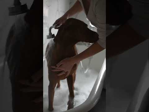 Skin Soothing Dog Shampoo Bar