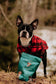 Dog standing in the woods with a bag of CBD Dog Treats
